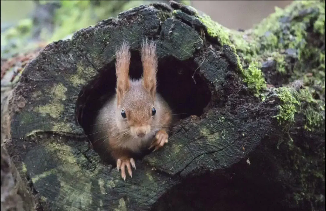 Écureuil de face qui sort de son habitat